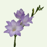 FREESIA