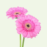 Gerbera