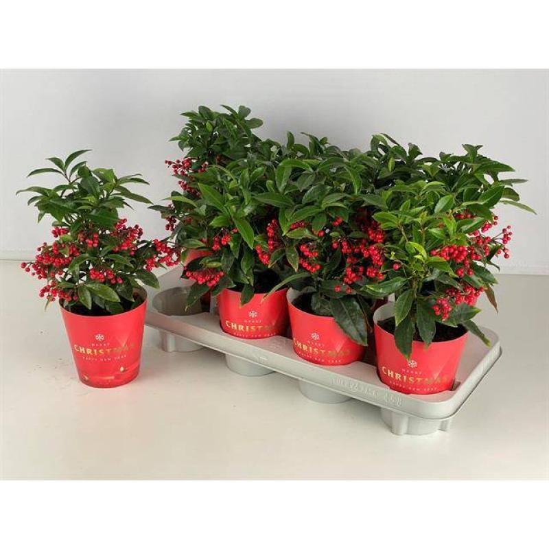 Ardisia crenata bos premium jingle berries 12cm