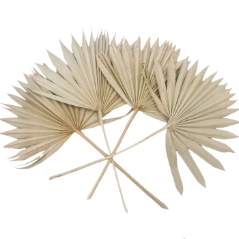 dried palm spear natural.webp