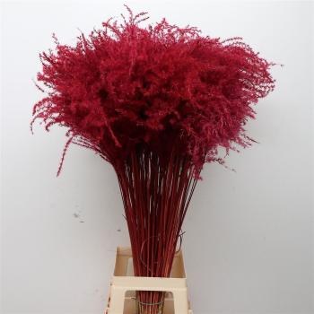 stipa red.jpeg