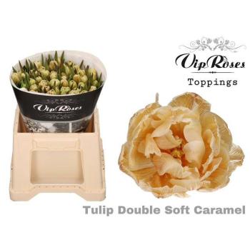 tulp soft caramel.jpeg