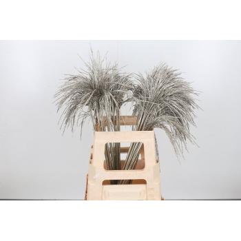 miscanthus platina.jpeg