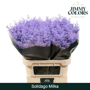 solidago milka.jpeg