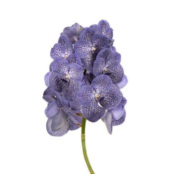 vanda blue spot.jpeg