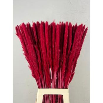 Df pampas silvy bs 10pc red.jpeg