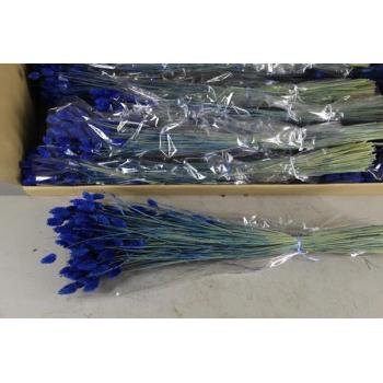 Df phalaris bs dark blue 100g.jpeg