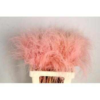 Df stypha 60cm bs light pink.jpeg