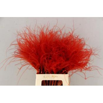 Df stypha 60cm bs red.jpeg