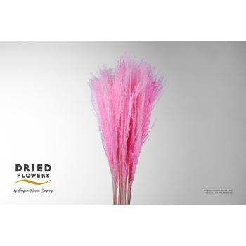 Dried bleached miscanthus light pink.jpeg