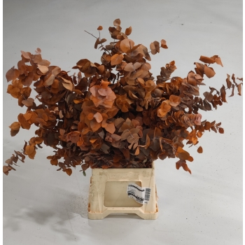 Dried eucalypt cinerea orange.jpg