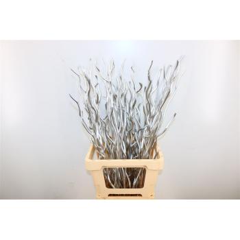 Dried kuwa 12pcs silver bunch.jpeg