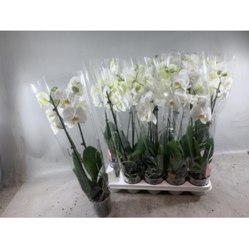 Phalaenopsis Kuuking other white.jpeg