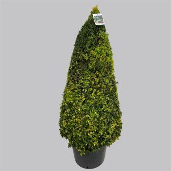 buxus koonus.jpeg