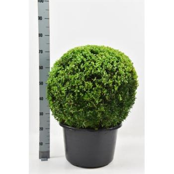 buxus pall.jpeg