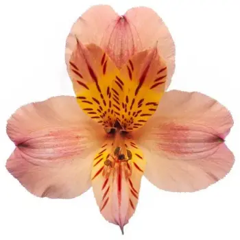 peach-alstroemeria.webp