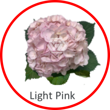 Special_LightPink.png