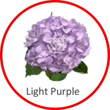 Special_LightPurple.png