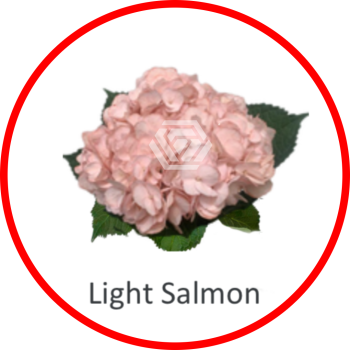 Special_lightSalmon.png