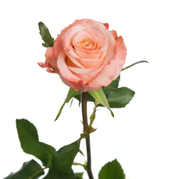 Shimmer Rose.webp