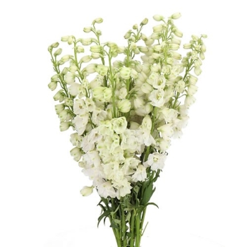 delphinium_guardian_white.jpg