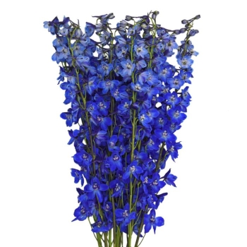 delphinium_sea_waltz.jpg