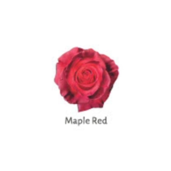 tinted maple red.png