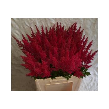 astilbe fanal.jpg