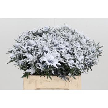 eryngium snowy.jpeg