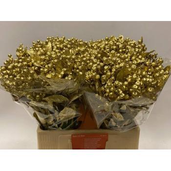 hypericum gold.jpg