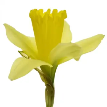 narcissus tamara.webp