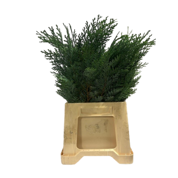 conifer blue.png