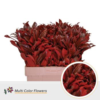 laurus red.jpeg