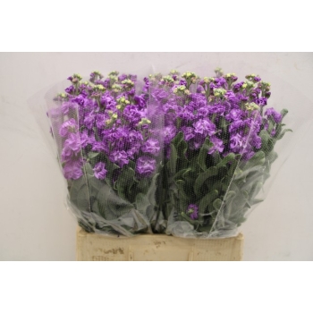 product/img.floraplaza.nl/102334-65-ASSORTI_fotos-TOPB-Matthiola phantom lavender.JPG