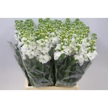 product/img.floraplaza.nl/102338-60-ASSORTI_fotos-MVA-Matthiola phantom white.JPG