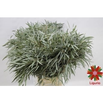 product/img.floraplaza.nl/117-60-ASSORTI_fotos-Magnet-Blad eucalyptus nicholii 65cm 400gr.JPG