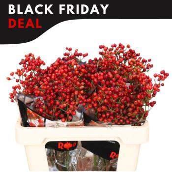 product/img.floraplaza.nl/117881-50-ASSORTI_fotos-MVA-Black Friday-Rosebottle Rosefruits 55cm.jpg