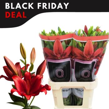 product/img.floraplaza.nl/120445-90-ASSORTI_fotos-MVA-Black Friday-Qualily - Lilium la Ducati 90cm 5.jpg