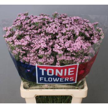 product/img.floraplaza.nl/18391-70-LIVE_fotos-0xB099EBC89B184BC11E88BFFCFCE4EBCC7833A421.jpg