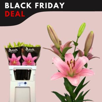 product/img.floraplaza.nl/19497-85-ASSORTI_fotos-MVA-Black Friday-Dutch Lily Masters - Lilium la Brindisi 85cm 4-5.jpg