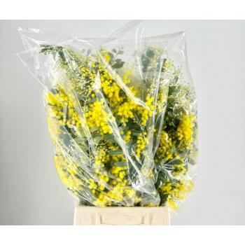 product/img.floraplaza.nl/213-55-ASSORTI_fotos-MVA-Mimosa yellow per bunch.jpg