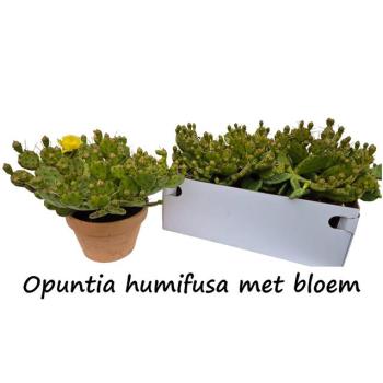 product/img.floraplaza.nl/49569-24-LIVE_fotos-0xBA8402C95AC76D749C74A371FDA4979EAE5DF16D.jpg