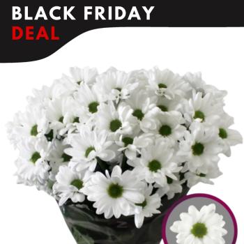 product/img.floraplaza.nl/CHRCHI-ASSORTI_fotos-MVA-Black Friday-Zentoo - Chrys sp Chic.jpg