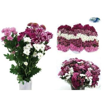 product/img.floraplaza.nl/LCHRSANBLO-ASSORTI_fotos-MVA-Flowers4all - Santini mix sweet.jpg