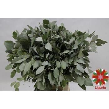 product/img.floraplaza.nl/LEUCPOP7-ASSORTI_fotos-Magnet-Blad eucalyptus populus per bunch 400gr.JPG