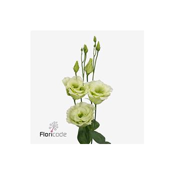 product/img.floraplaza.nl/LEUSALG-ART_Fotos-VBN-vbn117923.jpg