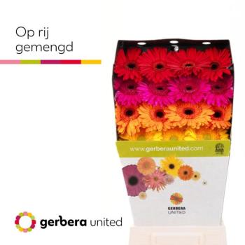 product/img.floraplaza.nl/LGERMIX-LIVE_fotos-0x48D2492EB3BF1BA3560F08B12778110EE623F43B.jpg