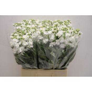 product/img.floraplaza.nl/LLEVIROW-ASSORTI_fotos-TOPB-Matthiola phantom white.JPG