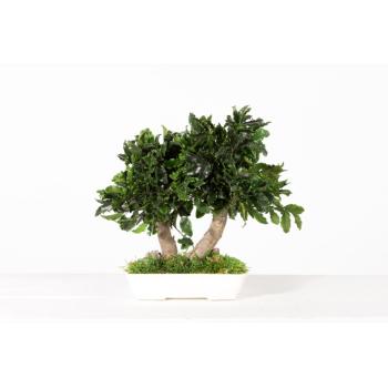 BPI25-1-bonsai-tobira-tenuifolium.jpg