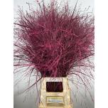 Panicum paint Purple Red (tk)